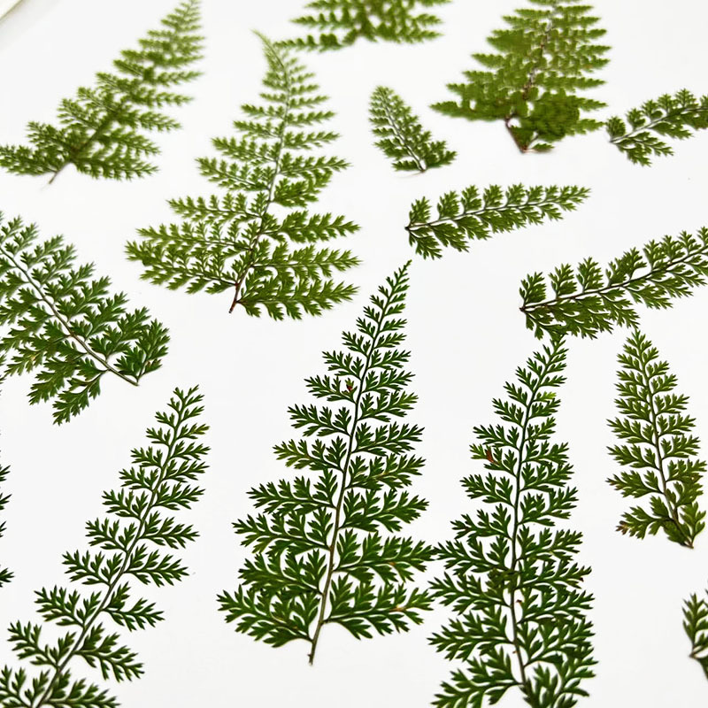 100 szt. Naturalnych okazów li – Resin Art Baby recenzja i cena
