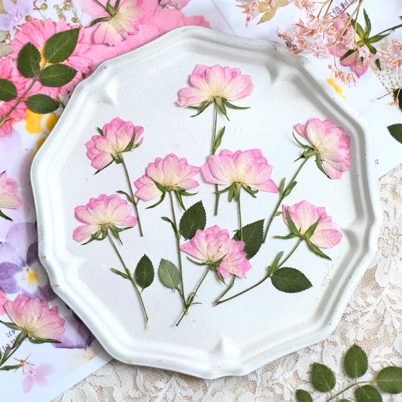12 sztuk, prawdziwe suszone i  – Resin Art Baby recenzja i cena